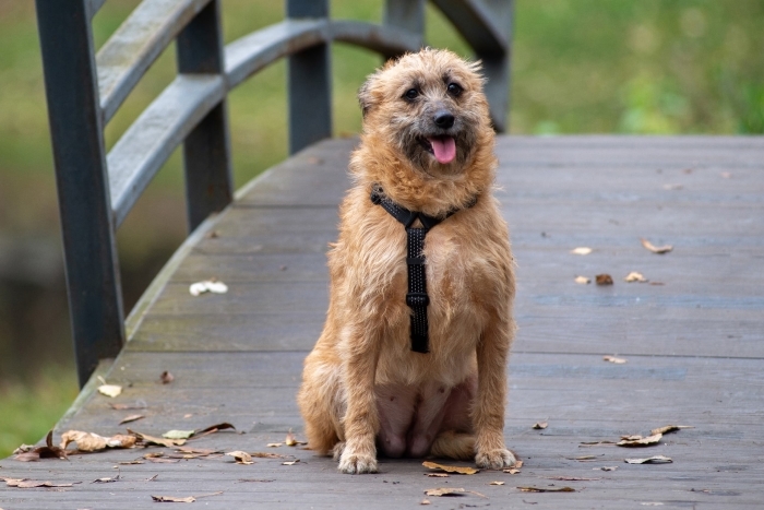 Кэрри (1762-25)