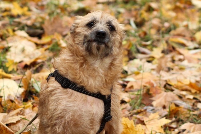 Кэрри (1762-25)