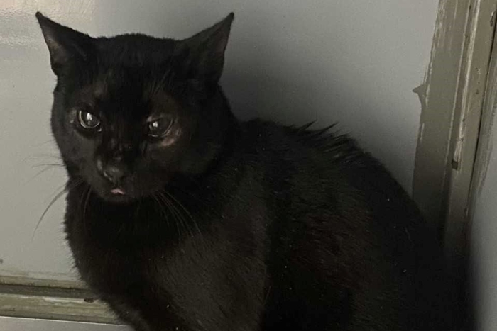 Мара (1583-25к)