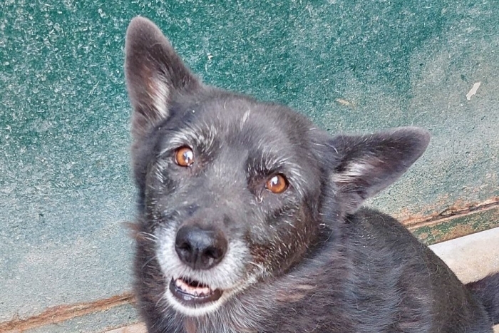 Даниэла (1159з-18)