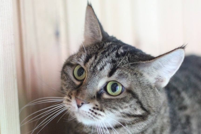 Суета (1645з-26к)