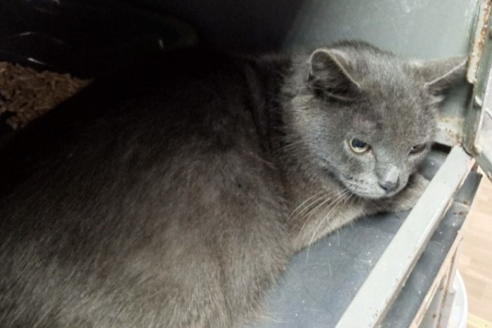 Пыль (1574-25к)