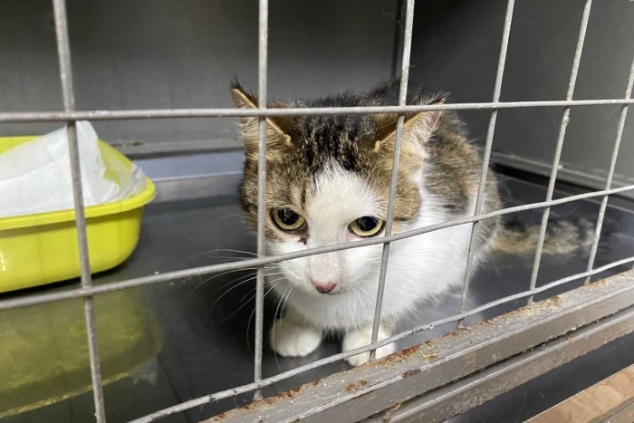 Ракель (1576-25к)