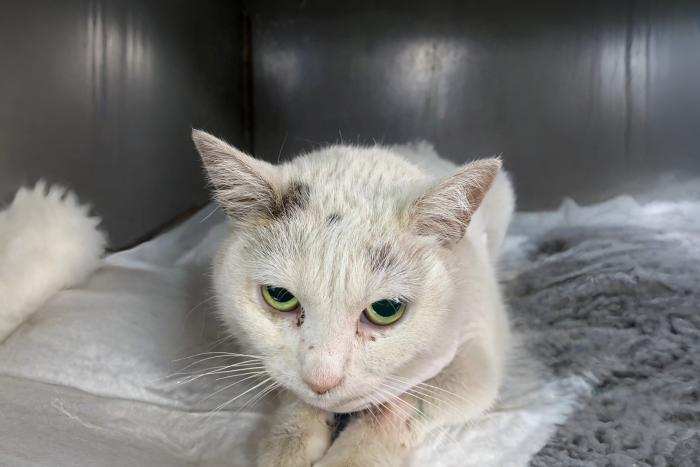Снежа (1616-26к)