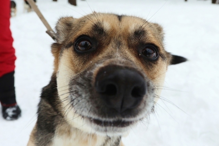 Таксик