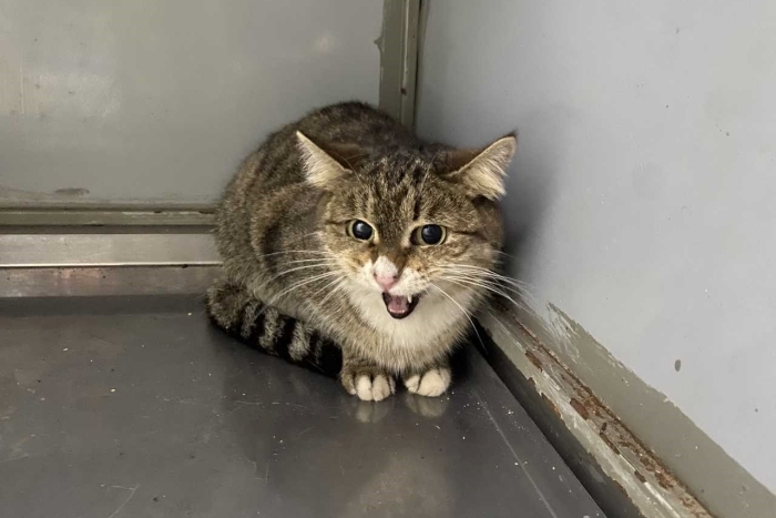 Талия (1578-25к)