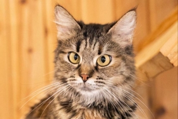 Ванесса ( 1470з-25к)