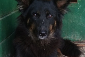 Ника
