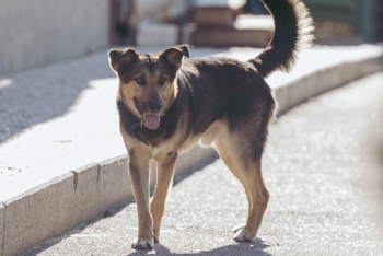 Гоша (2181з-25)