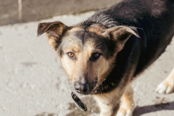 Гоша (2181з-25)