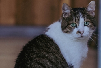 Василек (1173з-23к)