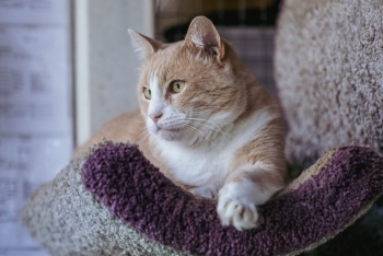 Сантос (1298з-24к)