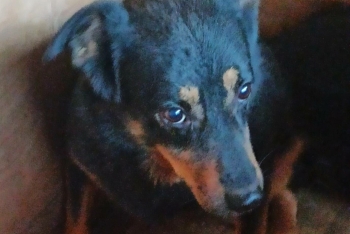 Бэтти (857з-17)