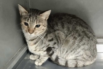 Аманда (1573-25к)