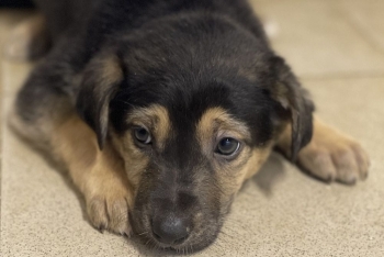 Априлия (2214з-25с)