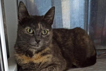 Астарта (1655з-26к)