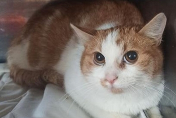 Бандерас (1640з-26к)