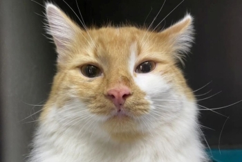 Барсик (1610-26к)