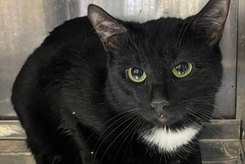 Барсук (1626з-25к)