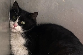 Бастинда (1611-26к)