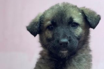 Бегония ( 2260з-26с)