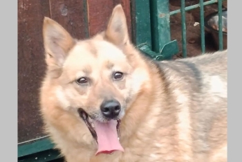Белка (46438с685)
