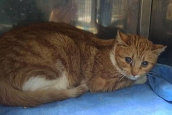 Белочка (1629з-25к)