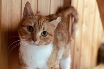 Белочка (1629з-25к)