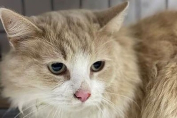 Бимер (1641з-26к)