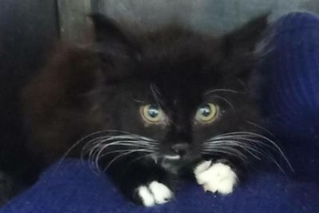 Кава (1590з-25к)