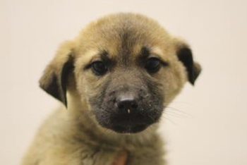 Чимин (2250з-26с)