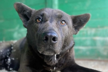 Чокко (1786-26)