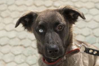 Прима (2074з-24)