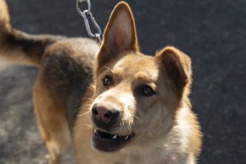 Лафет (2071з-24)