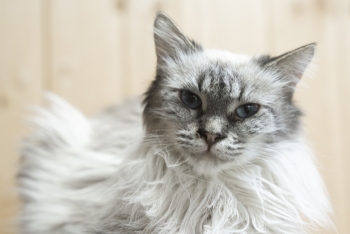 Зизюля (1531з-25к)