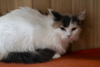 Хлоя (1561з-25к)