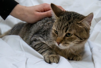 Густаф (1483з-25к)