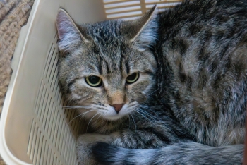 Густаф (1483з-25к)