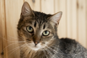 Сомали (1411з-25к)