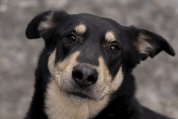 Роллс (1666з-20)