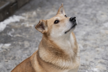 Рама (1665з-20)