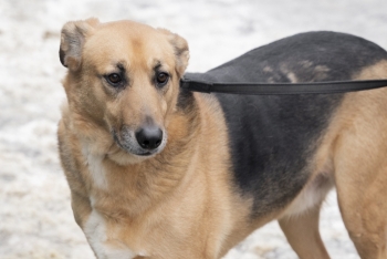 Мистер (1340з-18)