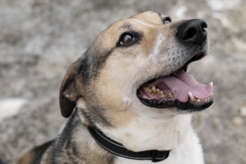 Крафт (1342з-18)