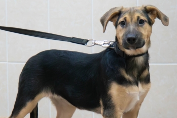 Хонда (2215з-25с)