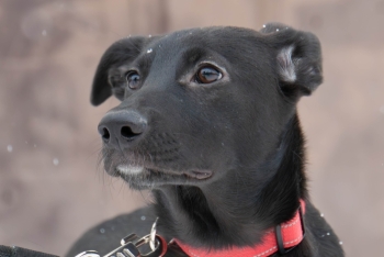 Триана (2212з-25с)