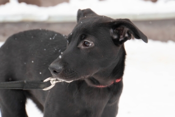 Триана (2212з-25с)