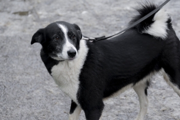 Ассолька (1886з-22)