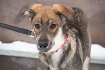 Холли (2192з-25)