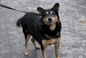 Коржик (903з-17)