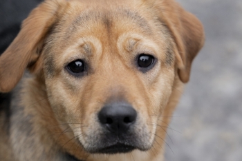 Кристэл (2131з-25)